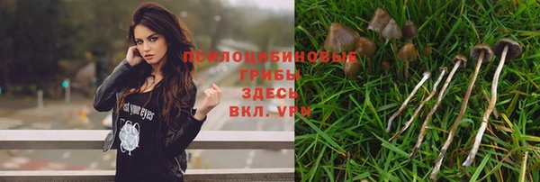прущие грибы Алексеевка